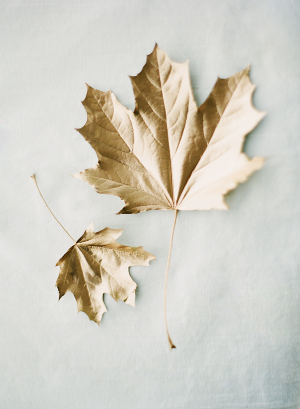 katie stoops photography-goldleaves